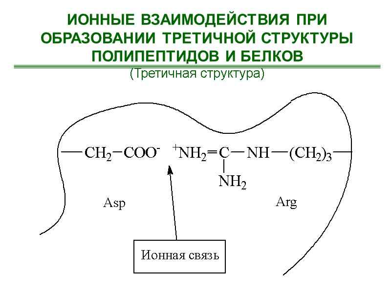 ИОННЫЕ ВЗАИМОДЕЙСТВИЯ ПРИ ОБРАЗОВАНИИ ТРЕТИЧНОЙ СТРУКТУРЫ  ПОЛИПЕПТИДОВ И БЕЛКОВ (Третичная структура)
